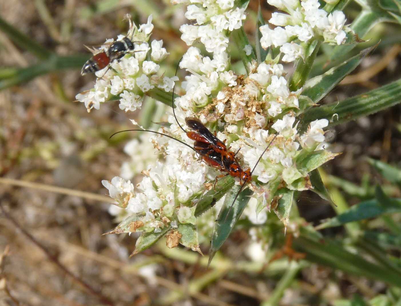 Piccoli Braconidae